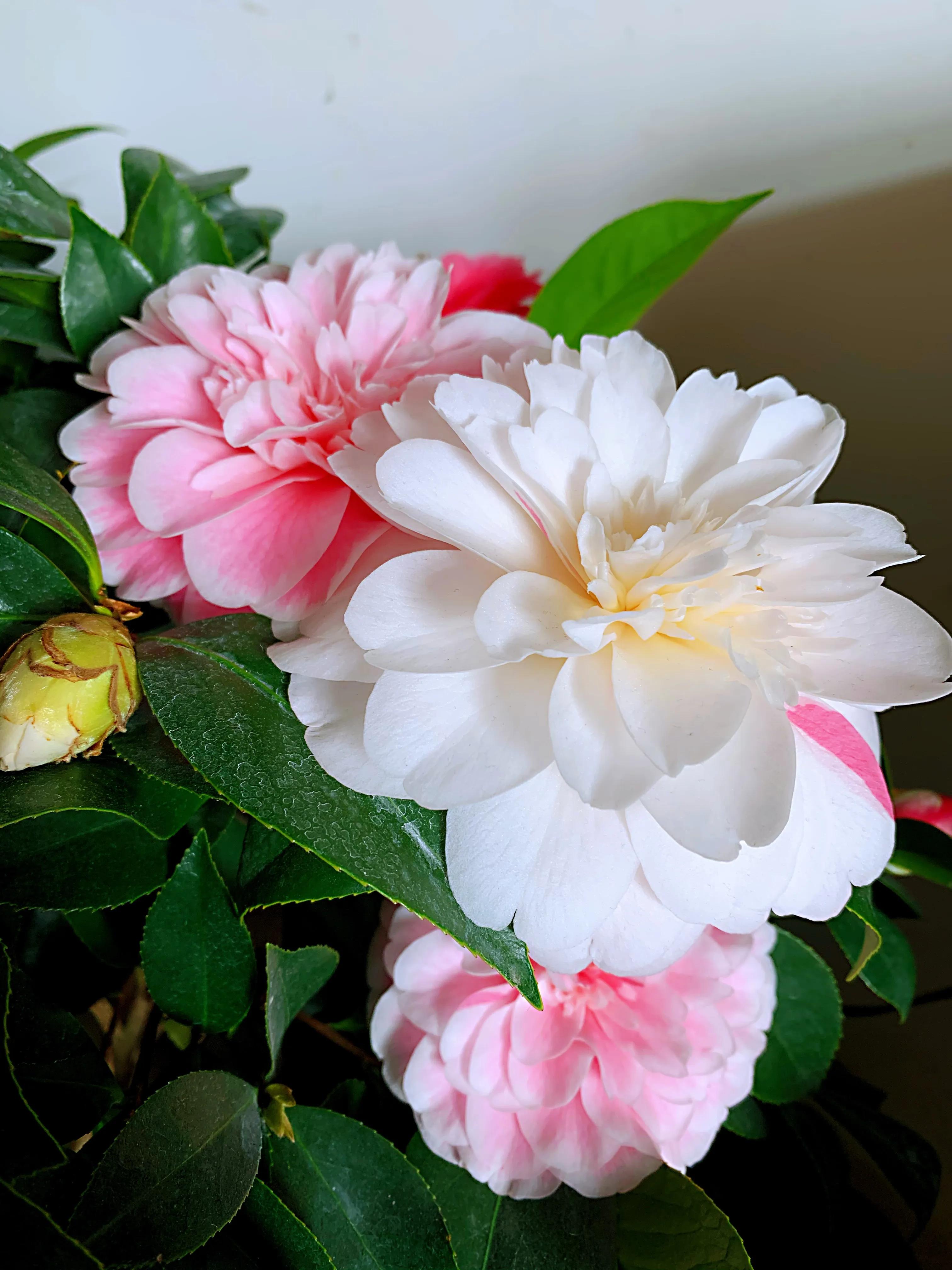 Appreciation of Camellia Varieties - iNEWS