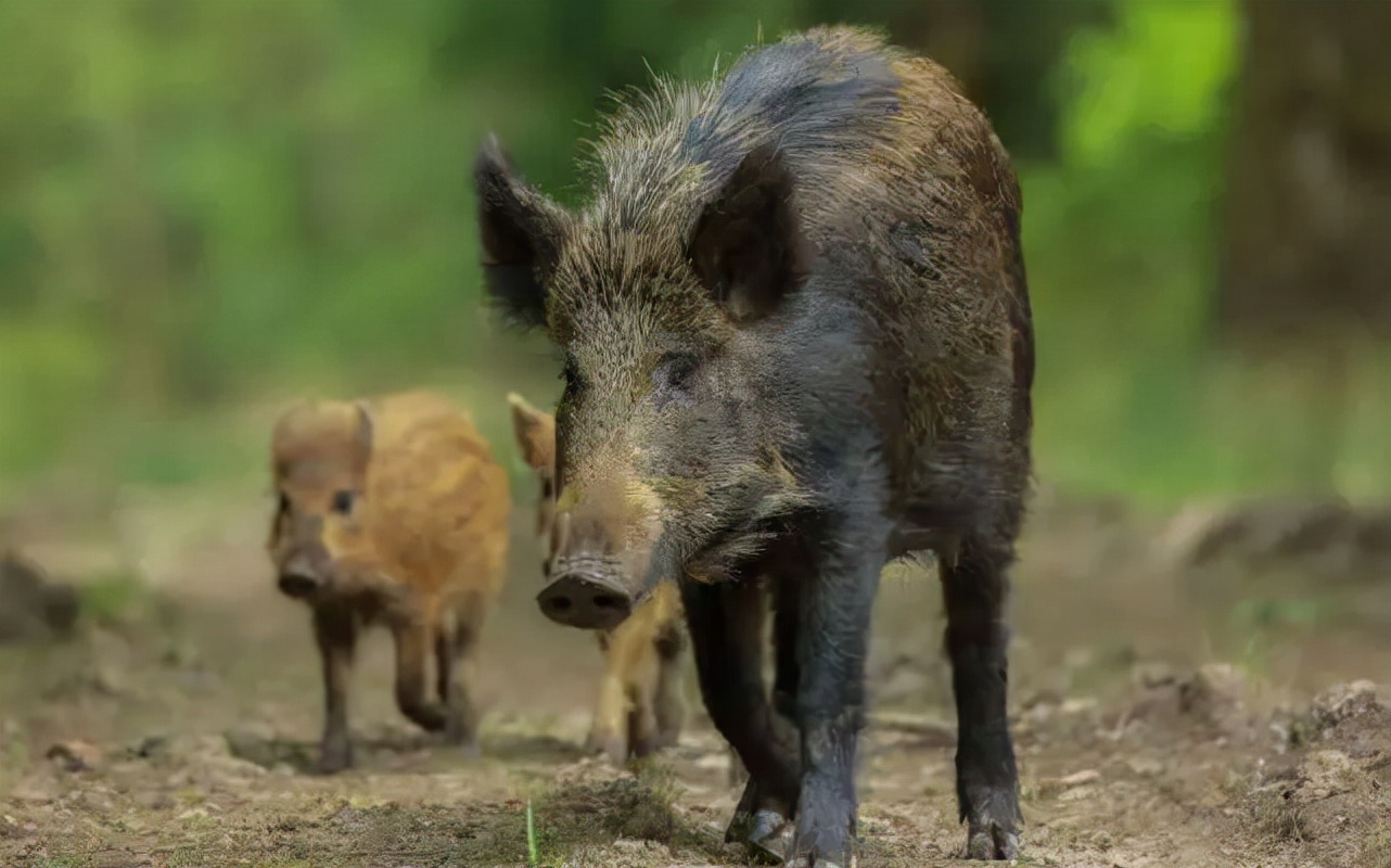 Is it right or wrong to protect wild boars?Wild boars are rampant and ...