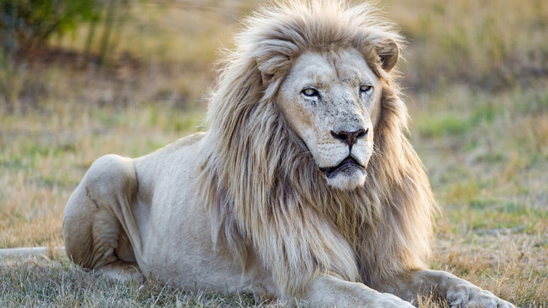 Inventory of the 10 most dangerous lion kings: Old Enli ranked fourth ...