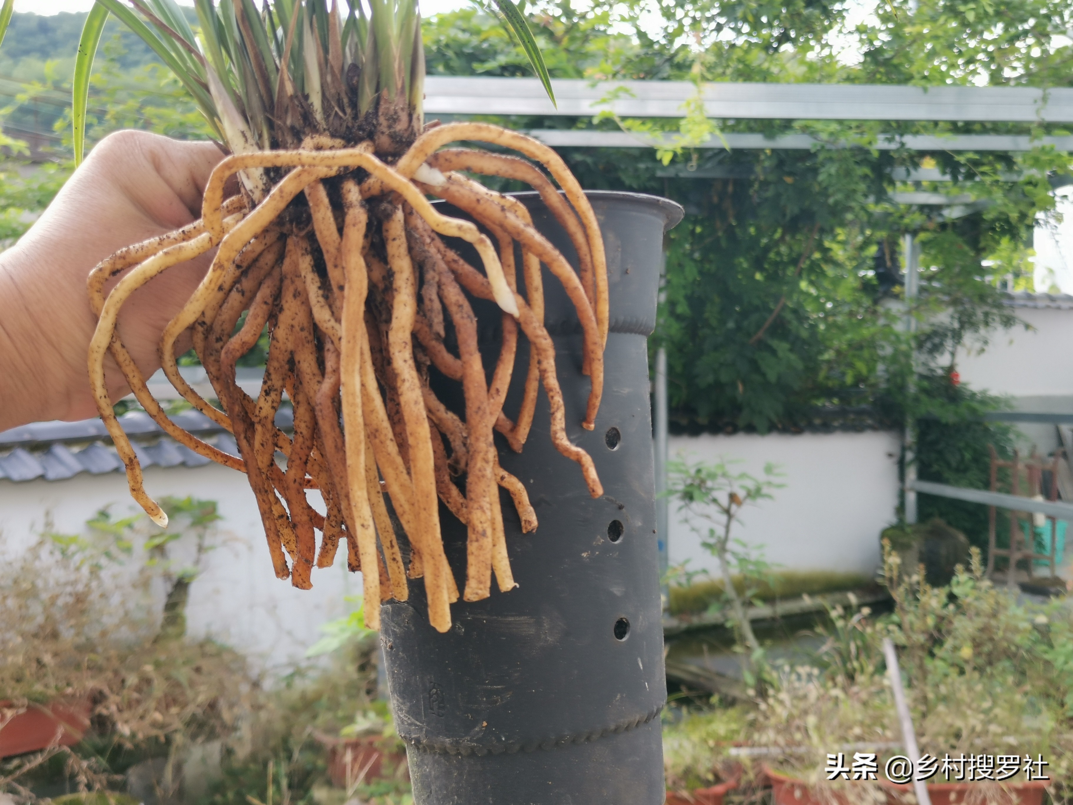 Can the old soil used after the orchid repotting be reused?This