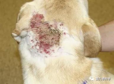 Cat Jiuye: Pyoderma in Dogs and Cats - iNEWS