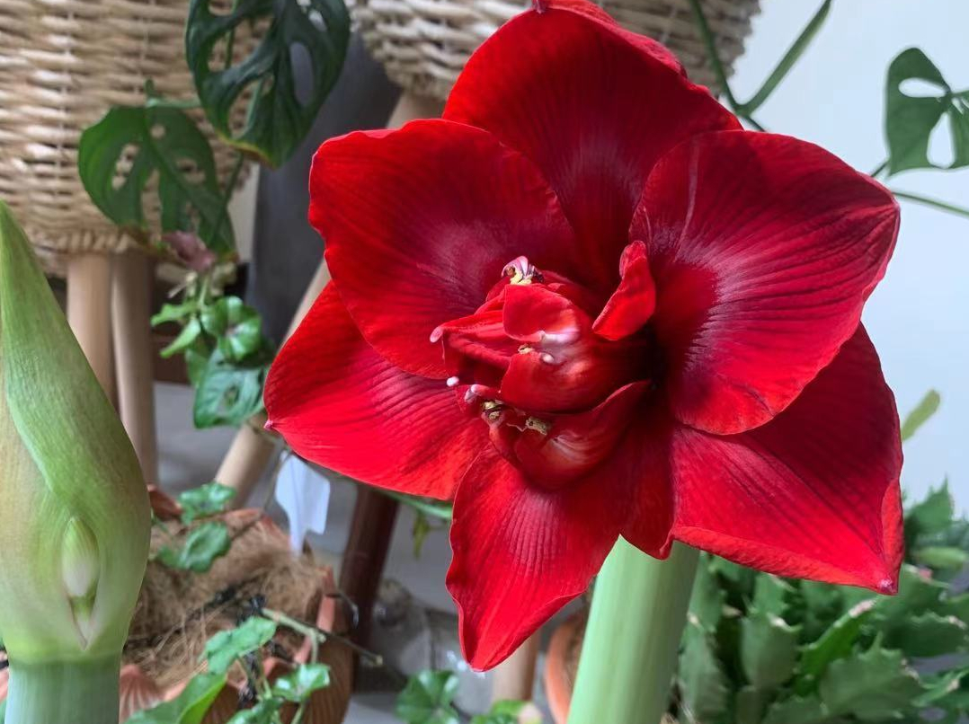 Maintaining Hippeastrum, master 4 key points, good root system, strong