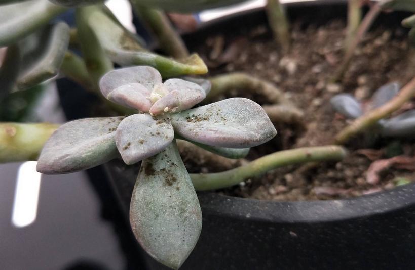 There are routines to solve the succulent scale insects. These 4