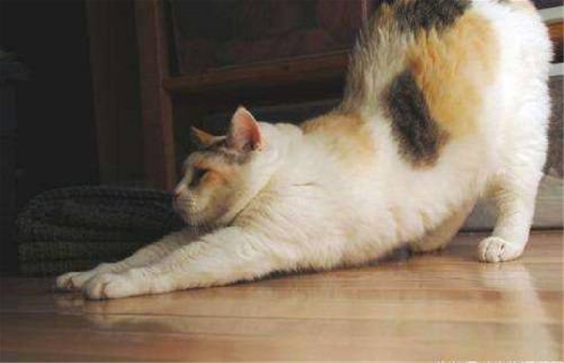 Why do female cats cry miserably when they mate, roll around the floor after mating, and even