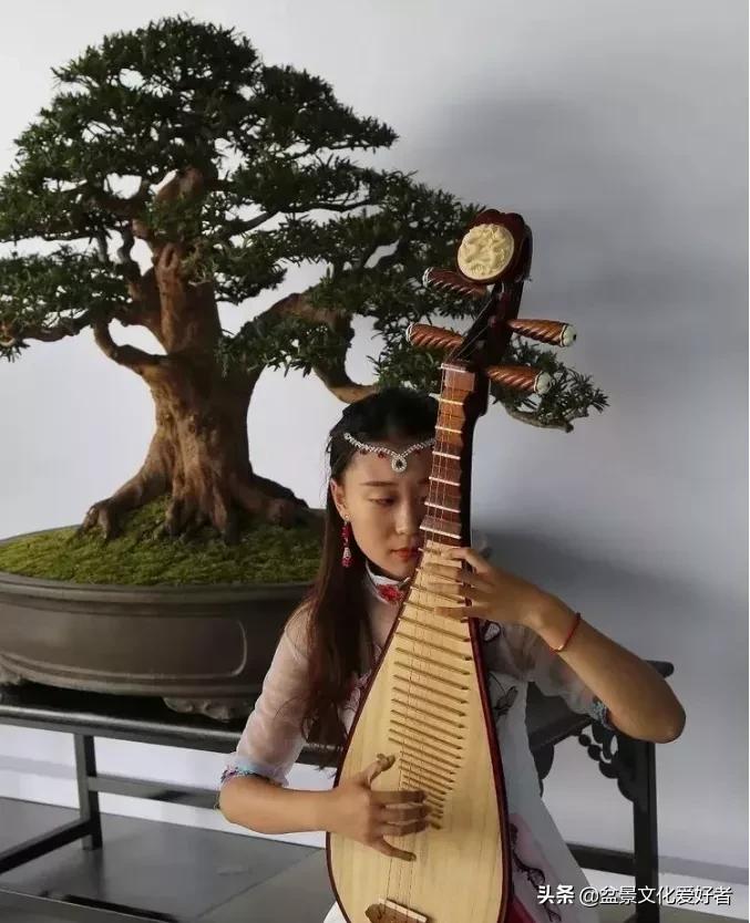 The encounter between cheongsam and bonsai, a kind of alluring beauty ...