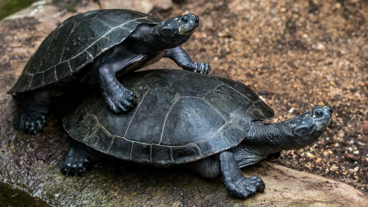 Introduction to the causes of turtle floating in water iNEWS