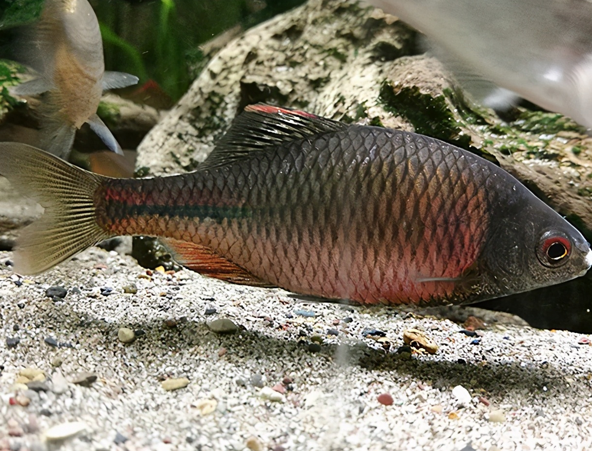 黑龙江鳑鲏7,刺鳍鳑鲏分布于元江下游的广西及海南等地,活跃产地为