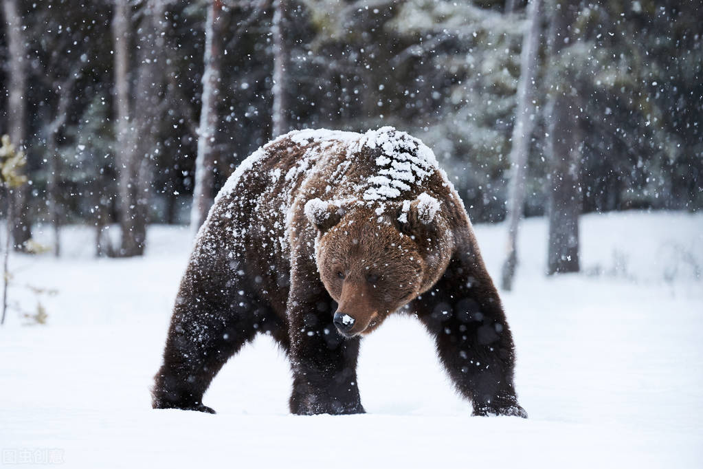 The two hunters who ambushed the brown bears were ambushed by the ...