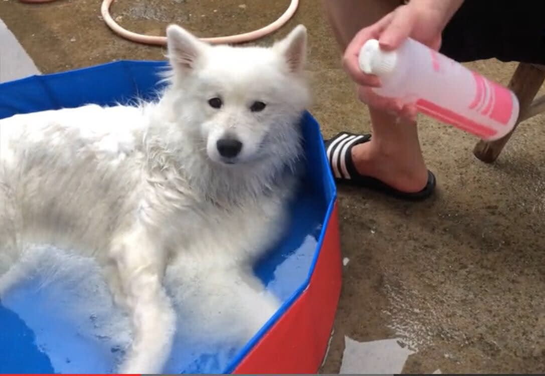 Samoyed body odor treatment iNEWS