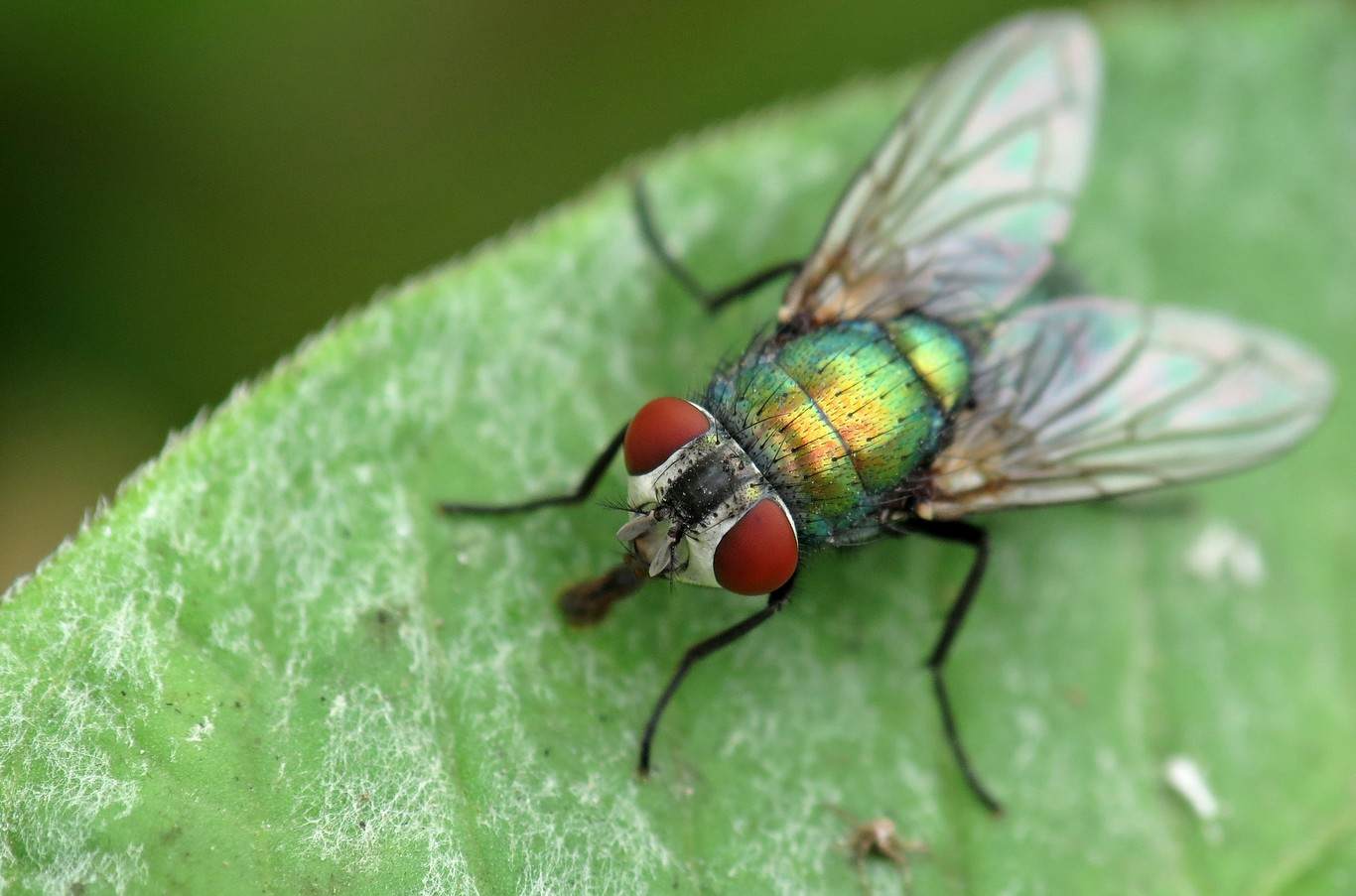 Twist your head off and play. Why can flies live without a head? iNEWS