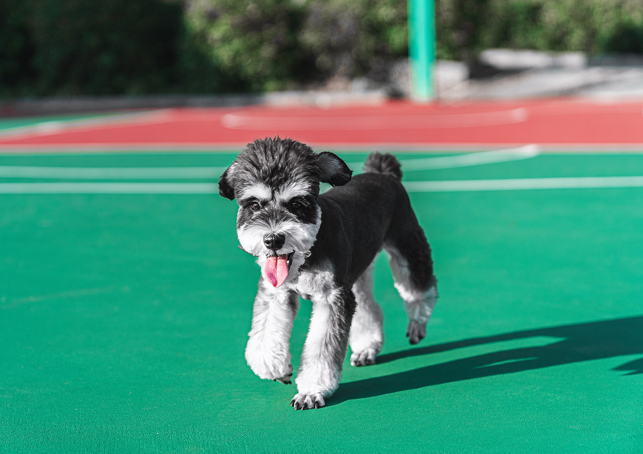 If you want to raise a dog that is easy to raise and not too expensive