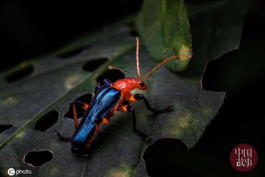 Simuchang Insect Chongqing Simian Mountain Nature Reserve: all kinds of cute insects in ...