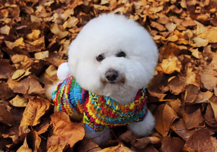 why do bichon frise lick so much