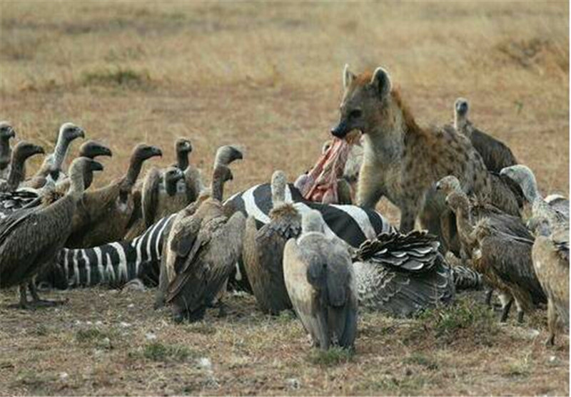 Spotted hyena Why do you like to eat carrion from the "anus" and you