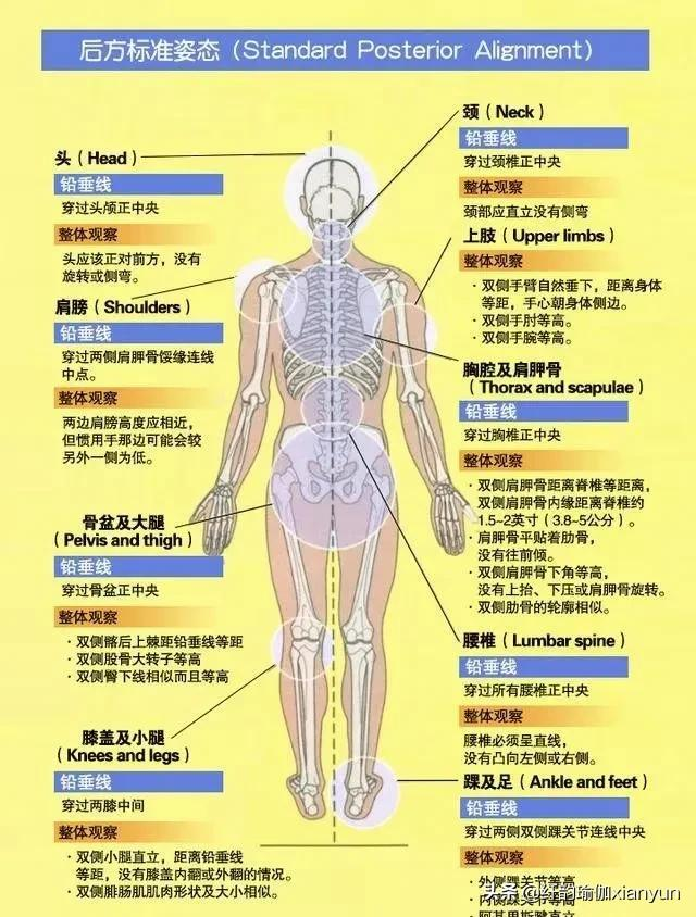 How to find the "neutral position" of the body for beginners practicing yoga? iNEWS