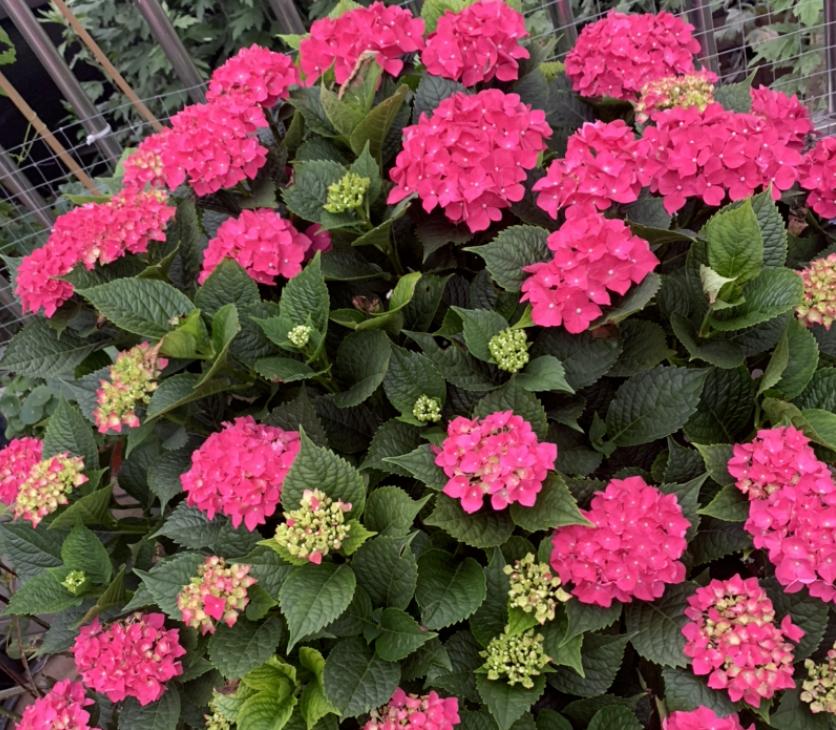 5 kinds of "beautiful flowers", cut quickly in July, the higher the