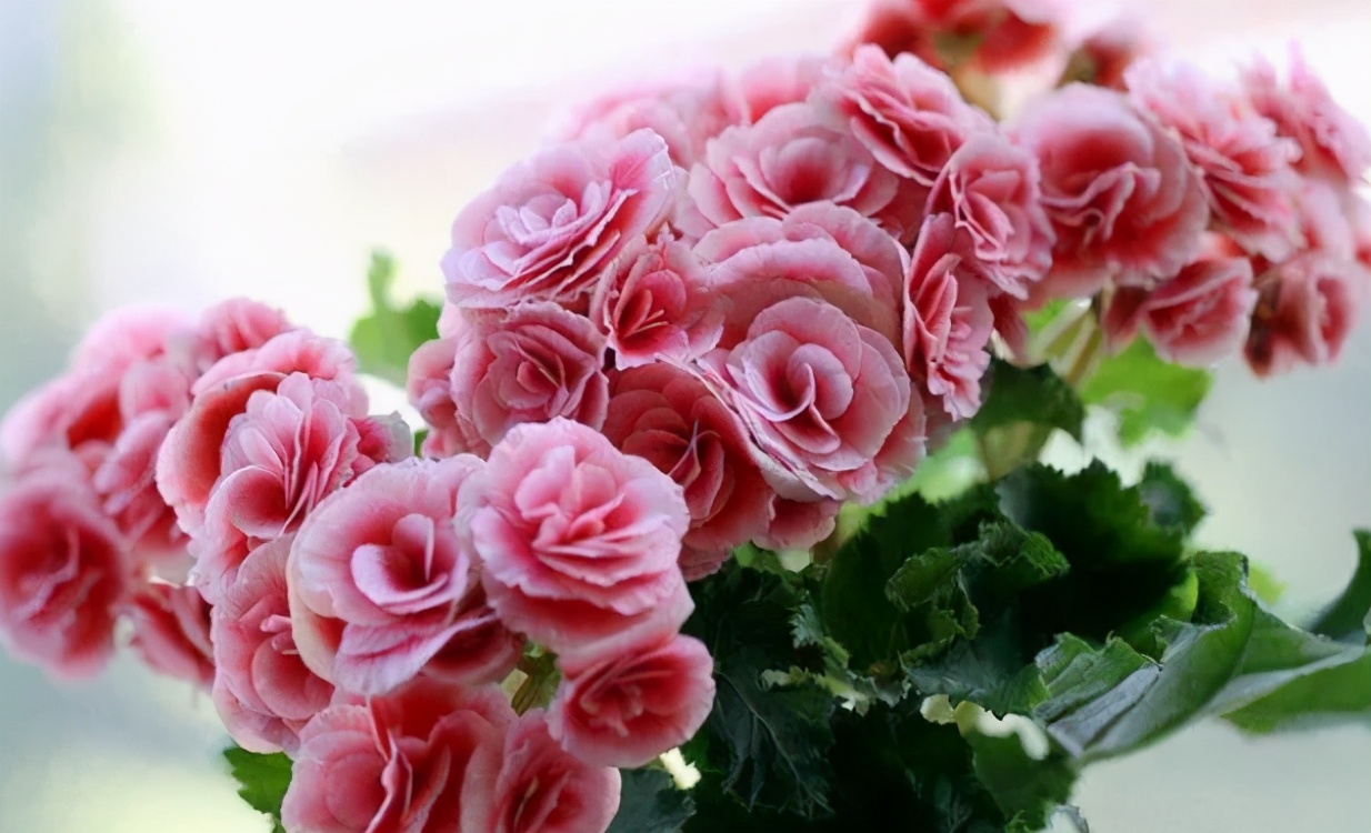 5 kinds of flowers should not be exposed to rain, be careful to raise