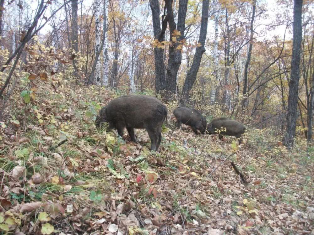 Wild boar overturning the soil carbon emissions exceed 1.1 million cars