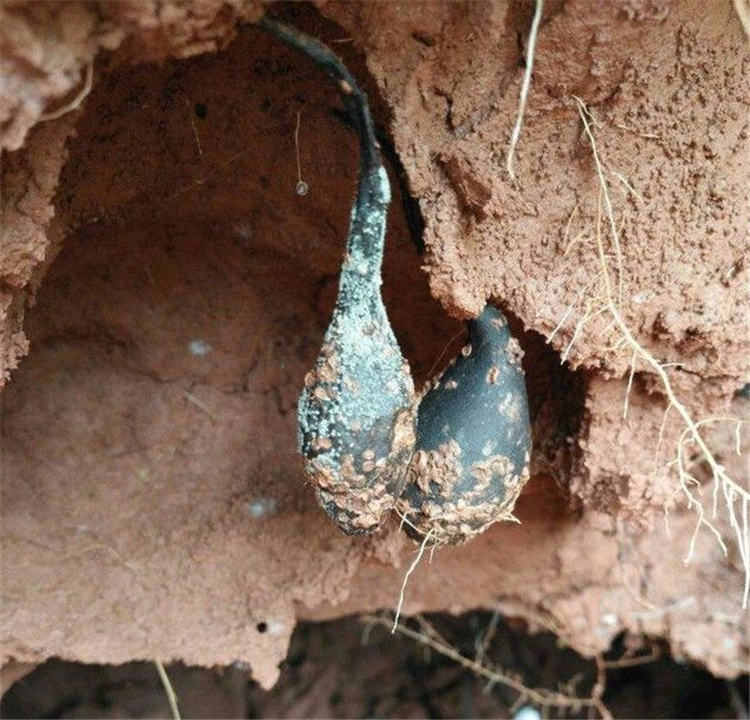 The fungus that grows in termite nests is more expensive than gold. Why are those who dig it unwilling to sell it?