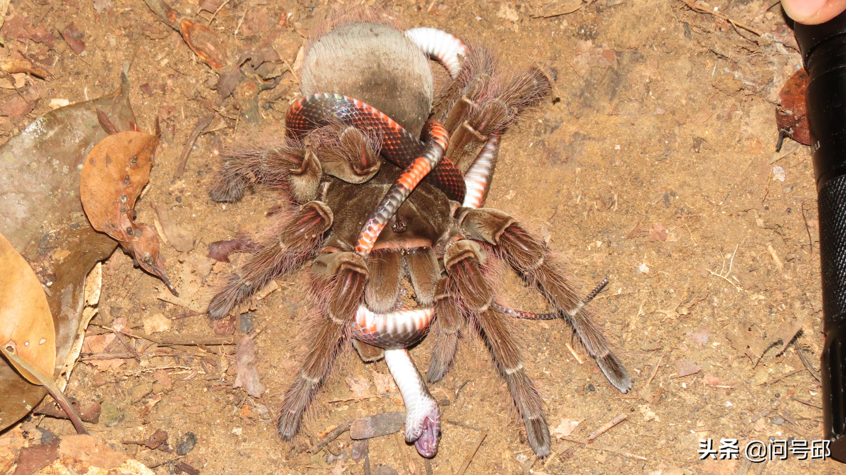 Fighting with poison: poisonous spiders are tasting the feast of poisonous snakes