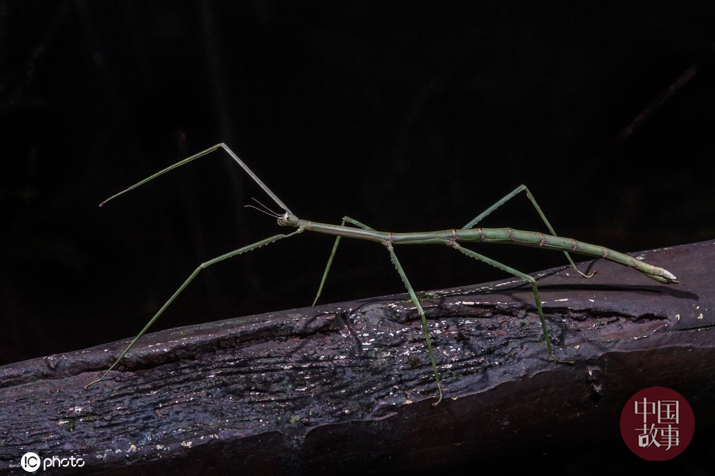 Simuchang Insect Chongqing Simian Mountain Nature Reserve: all kinds of cute insects in ...