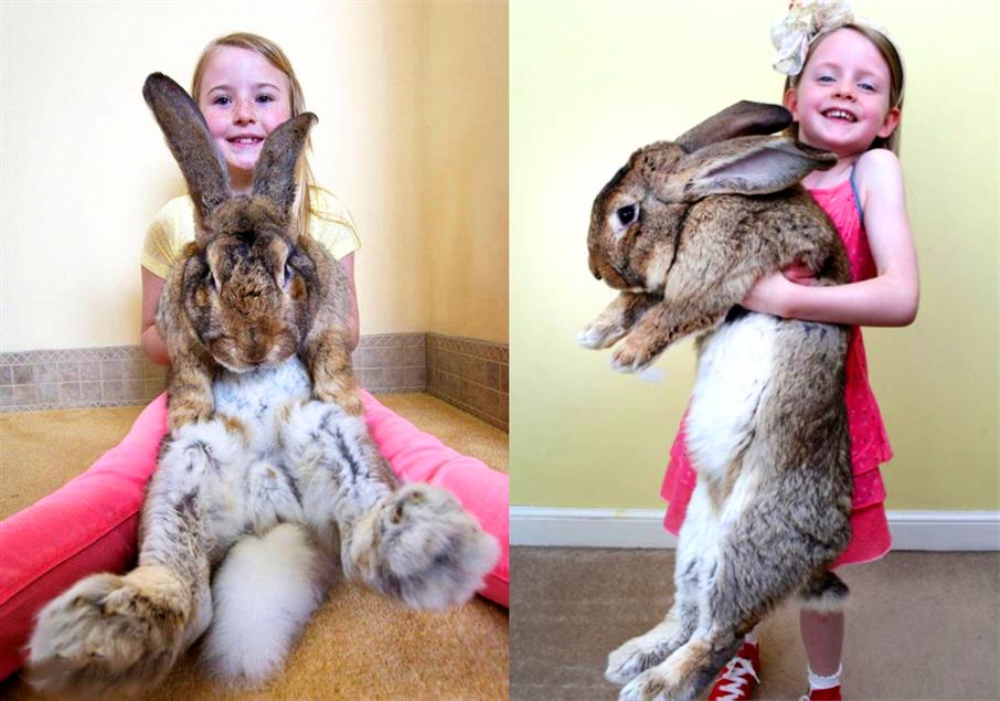 129 cm, the world's largest rabbit was stolen?The host offers a reward