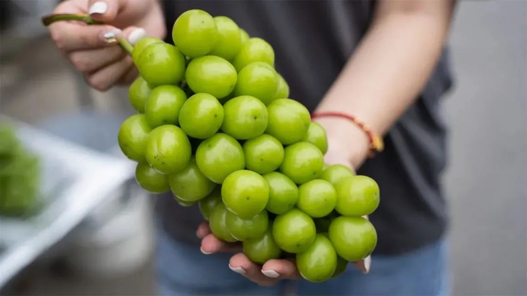 Hongshan grapes have entered the best tasting period, have you punched