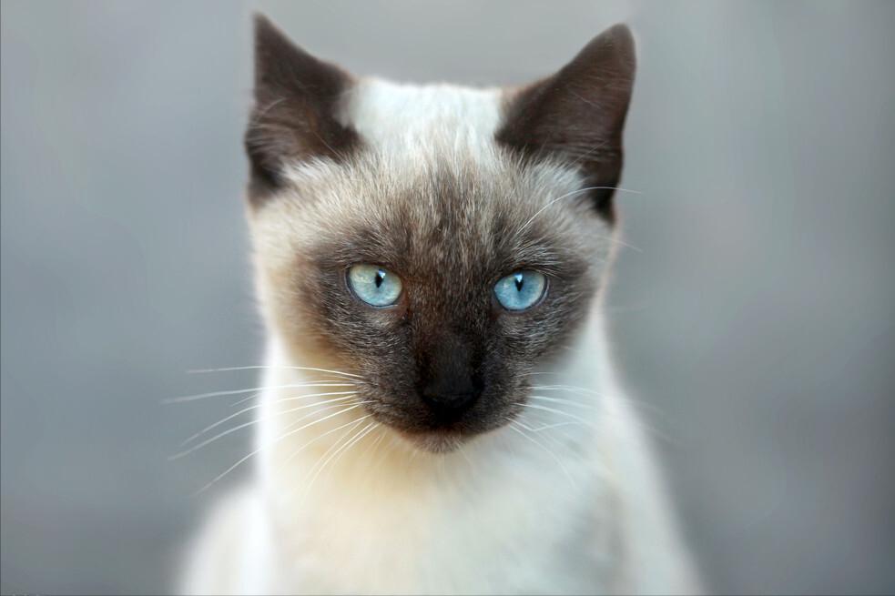 What's going on with Siamese cat diarrhea? iNEWS