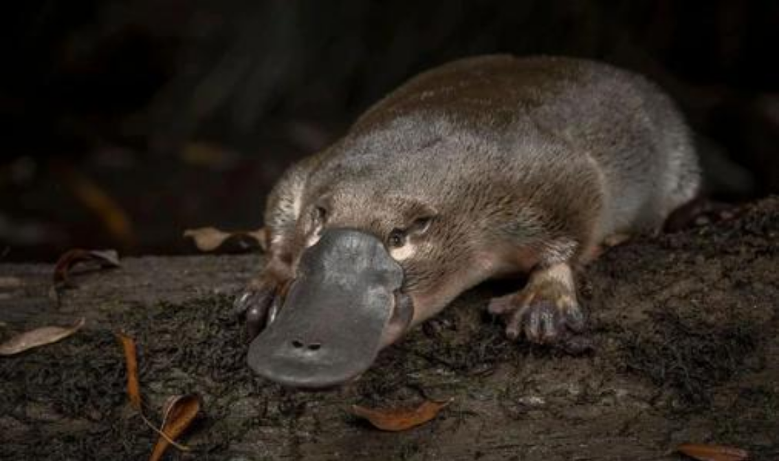 Is the platypus extinct? Mammals are poisonous and will lay eggs. They