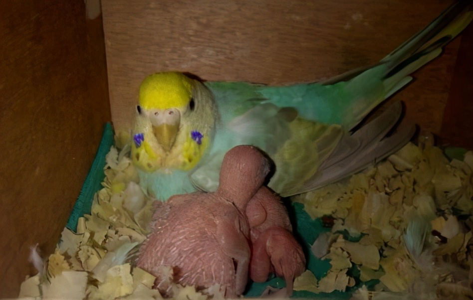 How to raise budgies to lay eggs?After reading this article, let your