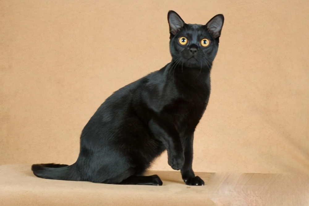 The most vengeful cats do not dare to offend him, for fear that he will