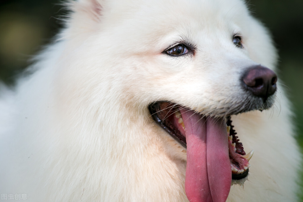 Samoyed body odor treatment - iNEWS