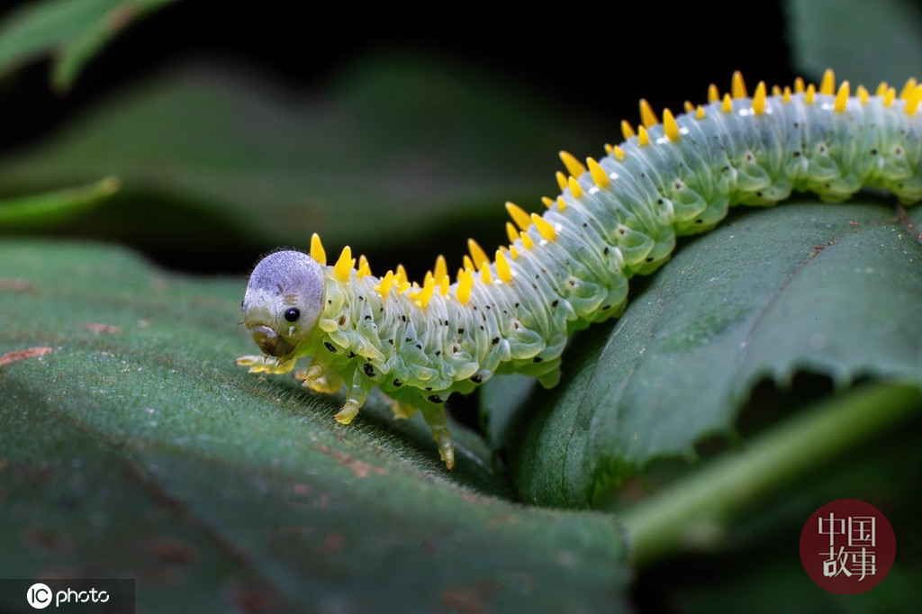 Simuchang Insect Chongqing Simian Mountain Nature Reserve: all kinds of cute insects in ...