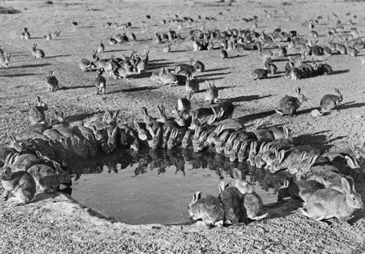 10 billion wild rabbits are flooding, Australia's centuryold nightmare