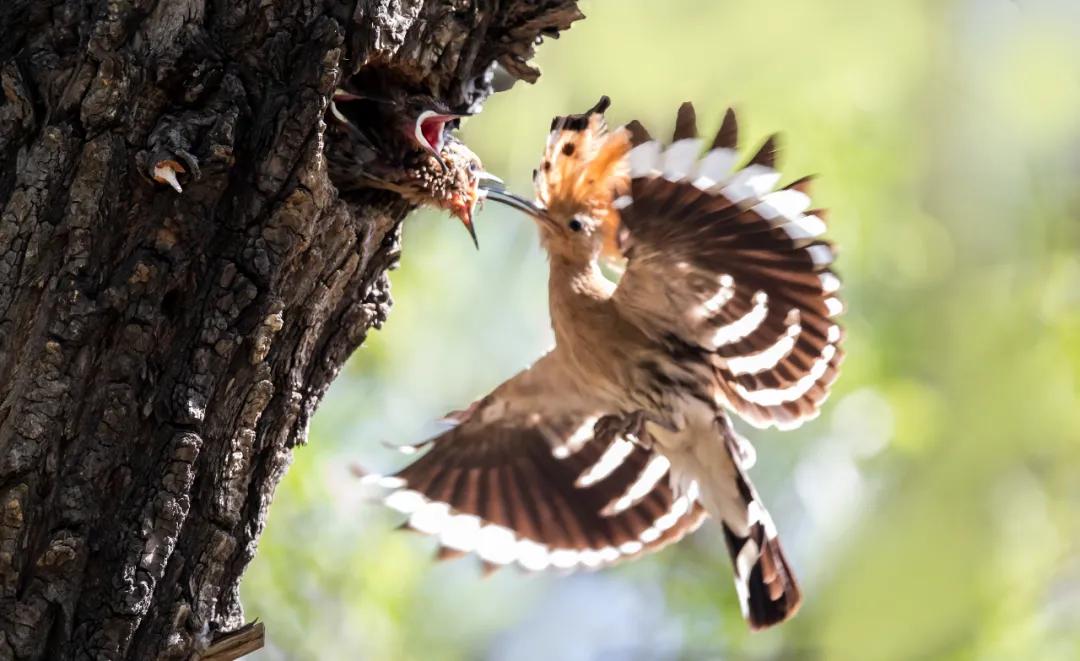 Shanxi Bird Guide - iNEWS