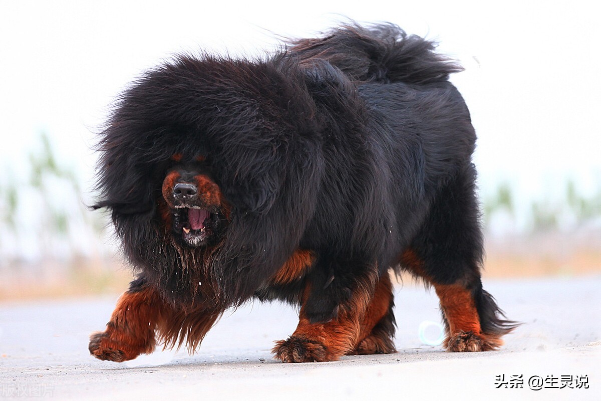 The Tibetan mastiff fights three black bears bravely. In terms of