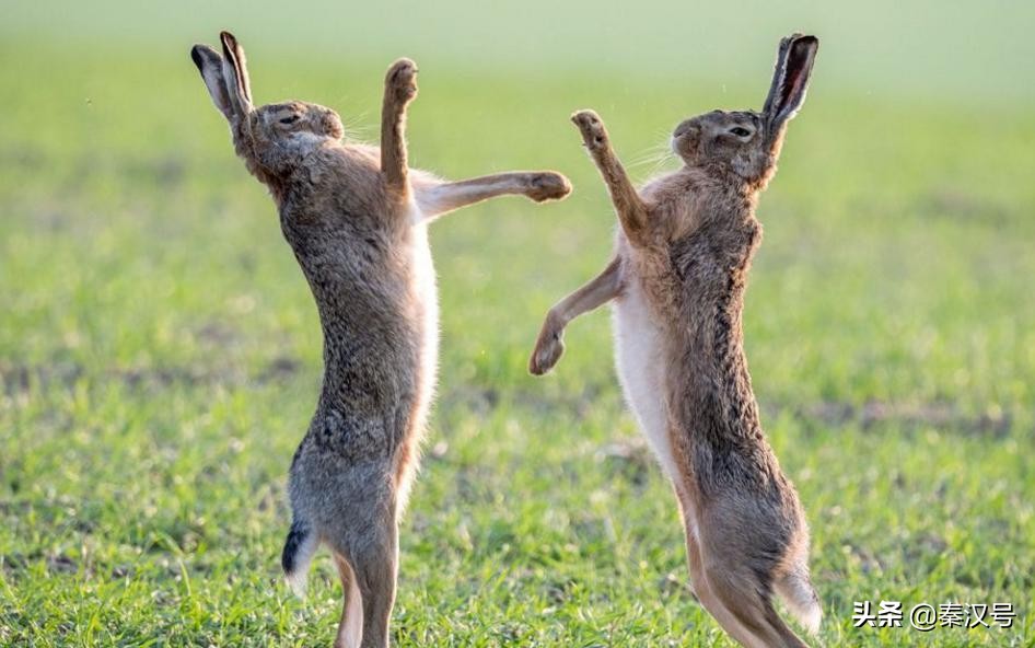 The 29 rabbits that left Australia helpless have grown to 10 billion in ...