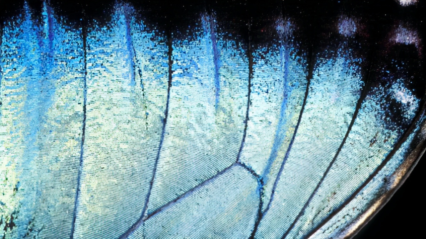 Looking for the rarest color in nature, why is blue so rare? iNEWS