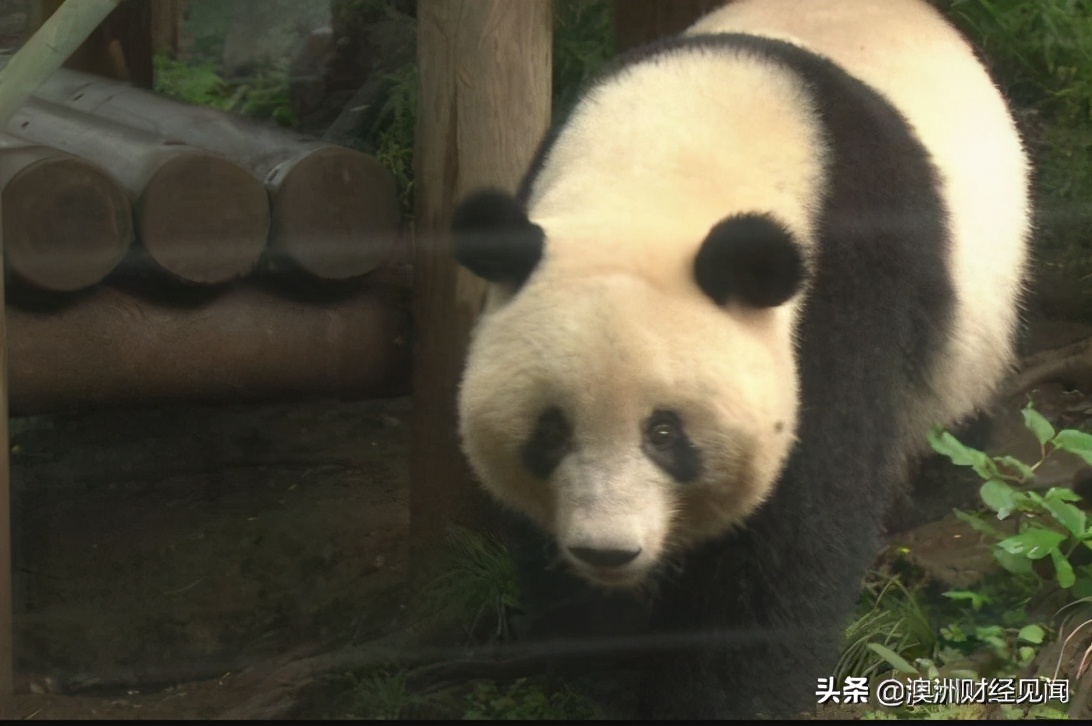 上野动物园大熊猫香香推迟到明年5月还给中国