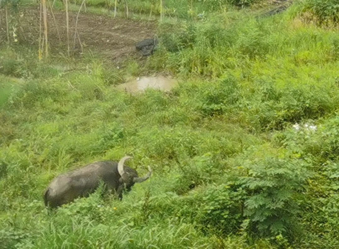 How far can swamp buffalo and domestic cattle human civilization? iNEWS