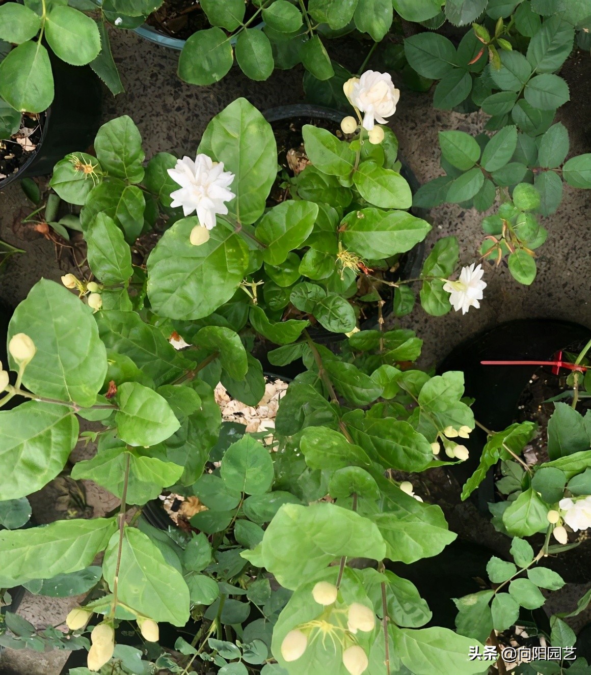 Fertilize jasmine in summer, organic fertilizer, phosphorus and