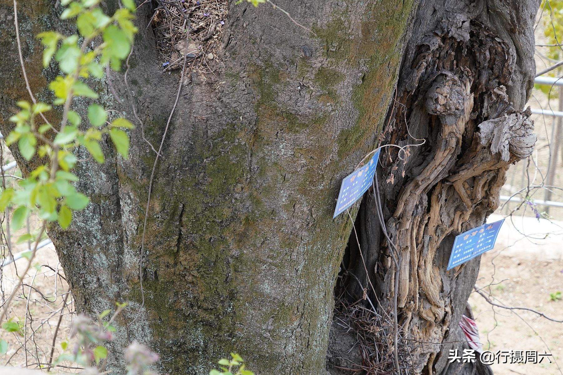Shanxi Thousandyear Wisteria "Dragons and Snakes" ancient tree, purple