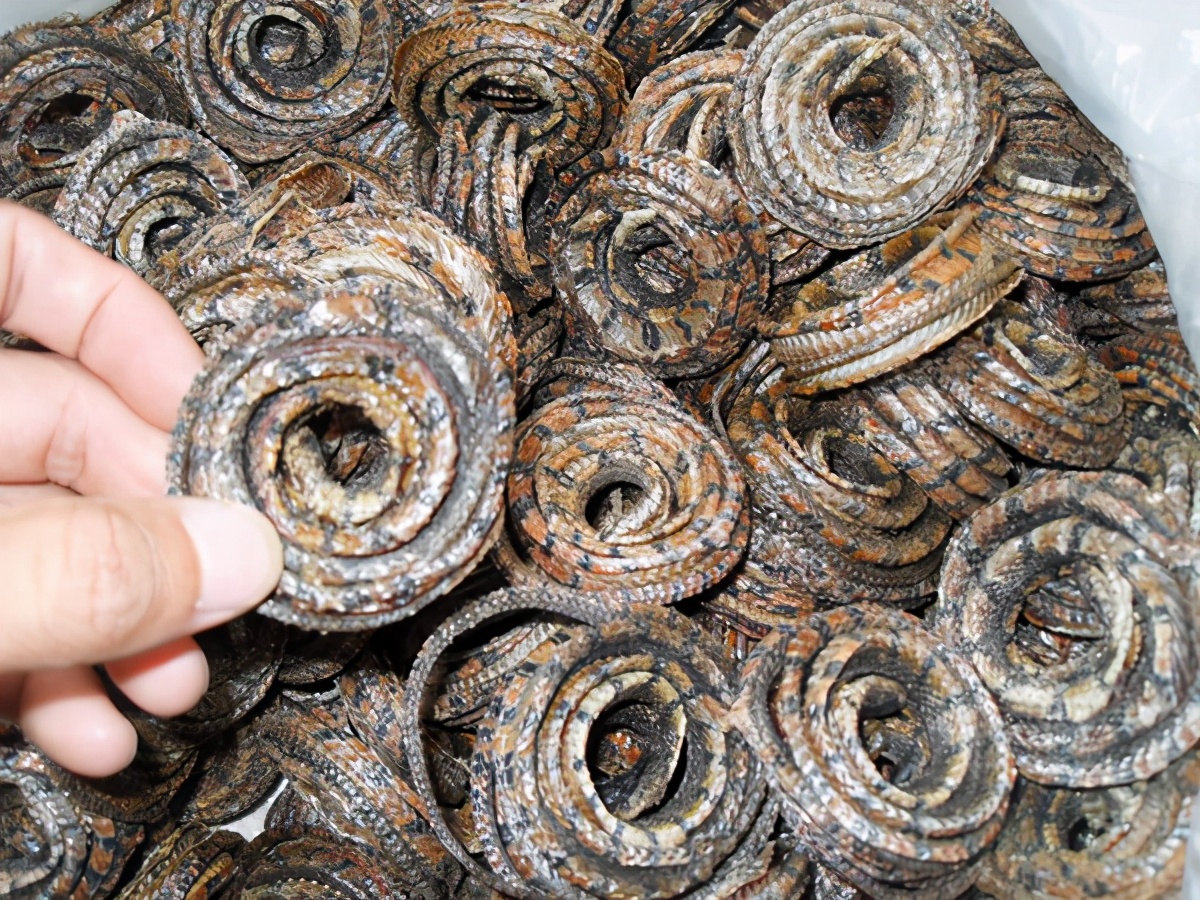 Snake soaked in the wine for 12 months, burst out after opening the