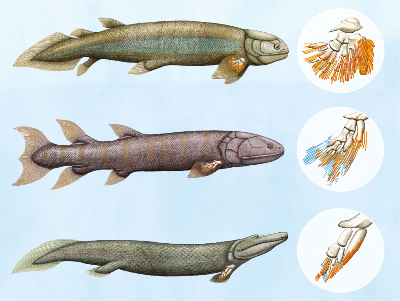 Wavwal Fish Chinese Giant Salamander: Who is not a baby yet? - iNEWS