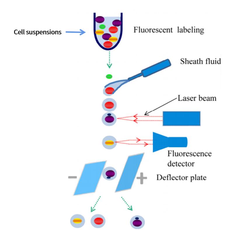 Stem cell separation: density gradient centrifugation, immunomagnetic ...