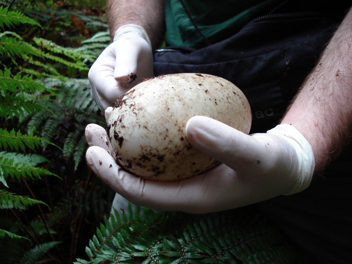 The egg lay is 1/3 of its own body weight, and it is called a national