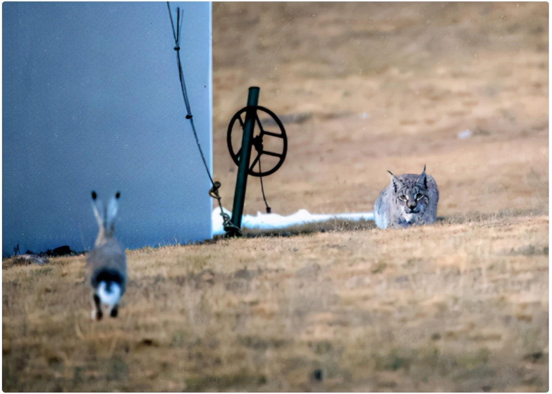 The lynx appeared in Yunnan for the first time. Some people are worried