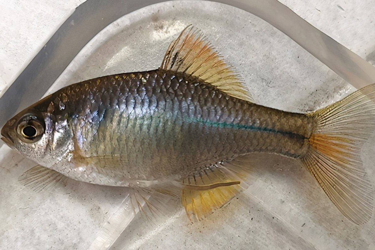 鳑鲏中国原生观赏鱼新宠