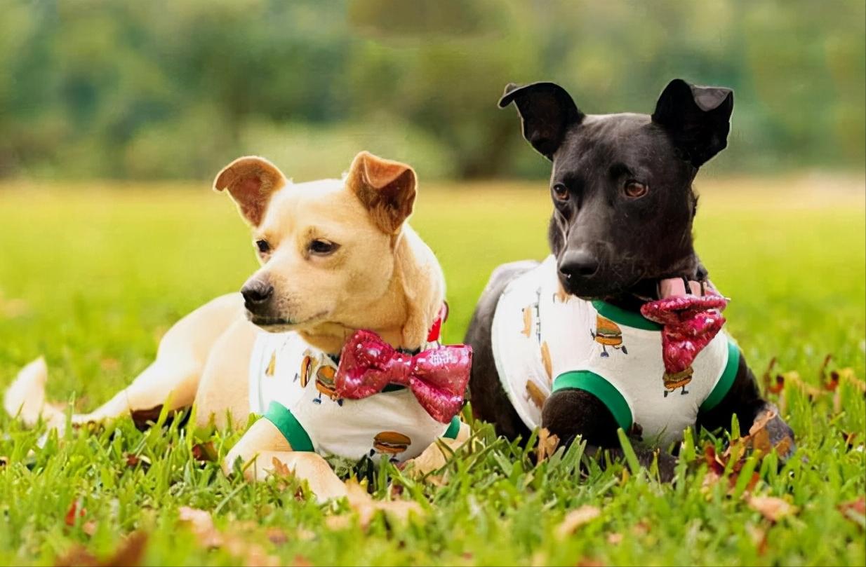 Why do dogs run away after mating? iNEWS