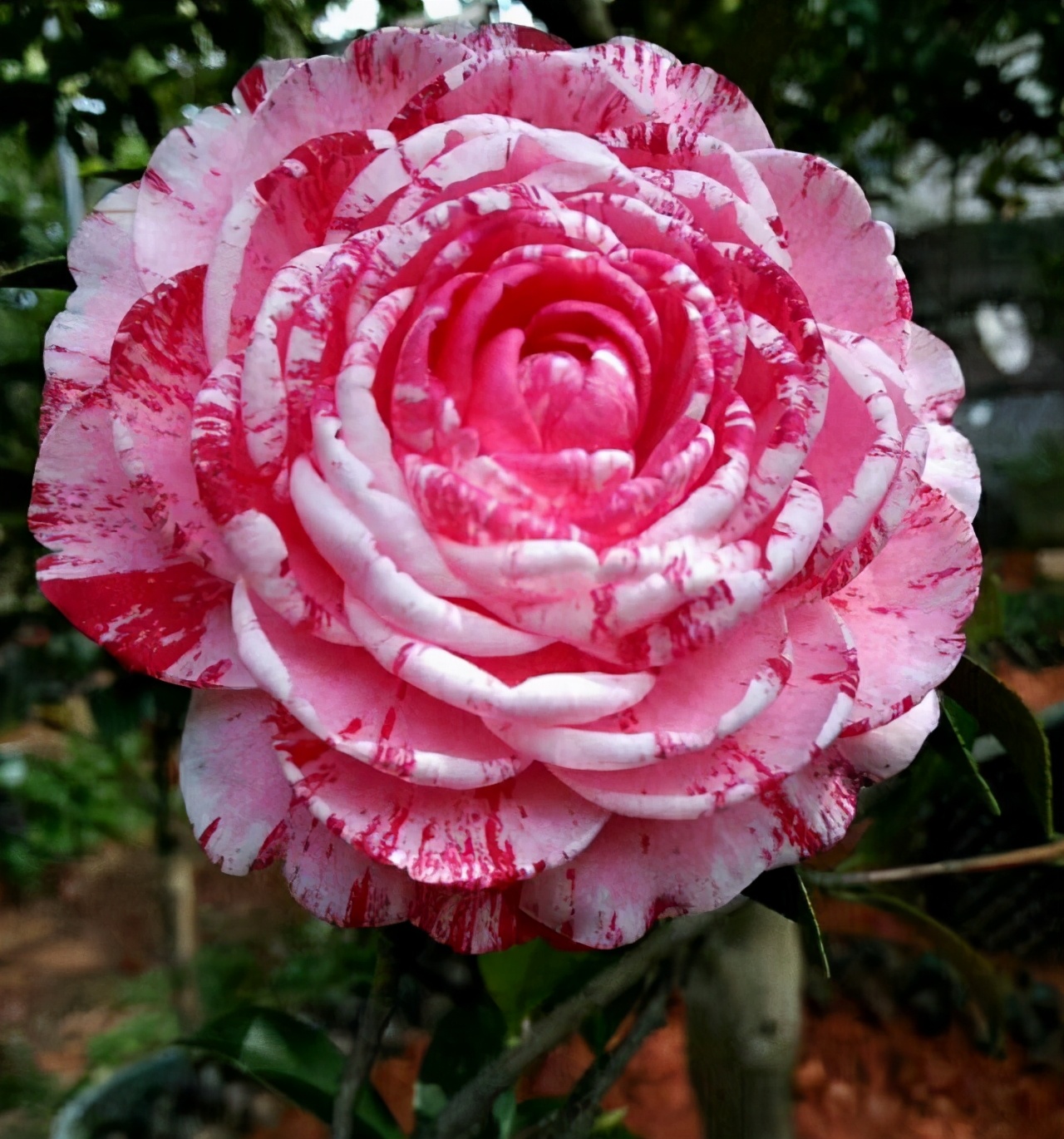 10 kinds of ultracoldresistant flowers that can be grown at minus 5